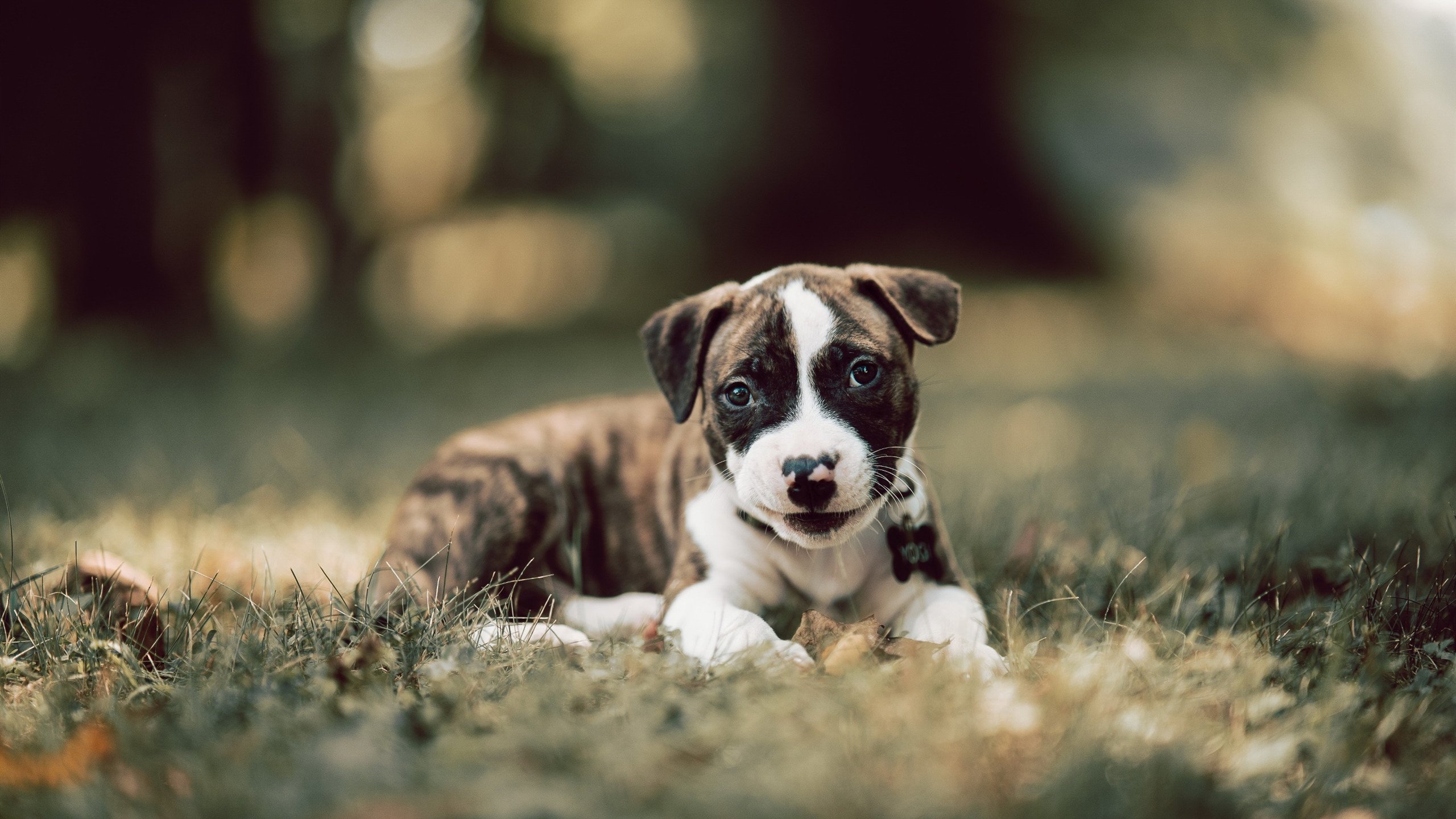 亚平宁的弦歌与伊比利亚的棋局,当佛罗伦萨的艺术足球照亮京多安的统治之夜