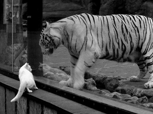 精密机器与黑马之魂的对决，楚阿梅尼一剑封喉，塞内加尔用天赋征服终场哨